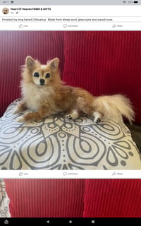 Image 2 of Chihuahua Standing up or laying down (long or short hair)