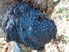 CHAGA séché