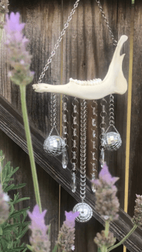 Image 1 of Disco Bones