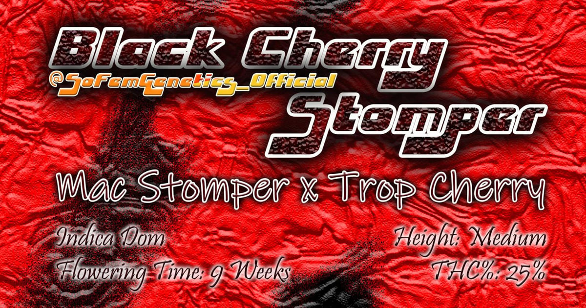 SoFem ~ Black Cherry Stomper