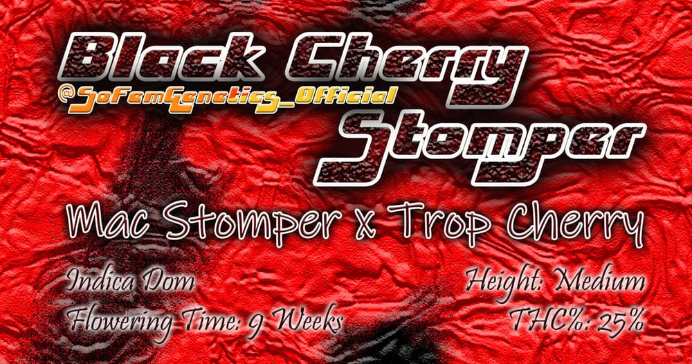 Image of SoFem ~ Black Cherry Stomper