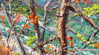 Image 3 of - Endurance -