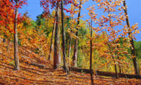 Image 1 of - Taylor Creek Path -