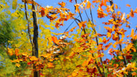 Image 2 of - Taylor Creek Path -