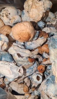 Medicinal  Psychedelic Shrooms (8ths And Up)