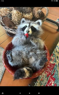 Image 2 of 14" Large Relaxed Raccoon