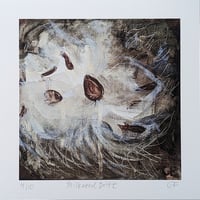 Image 1 of Limited Edition Giclee Print: "Milkweed Drift" 8 x 8