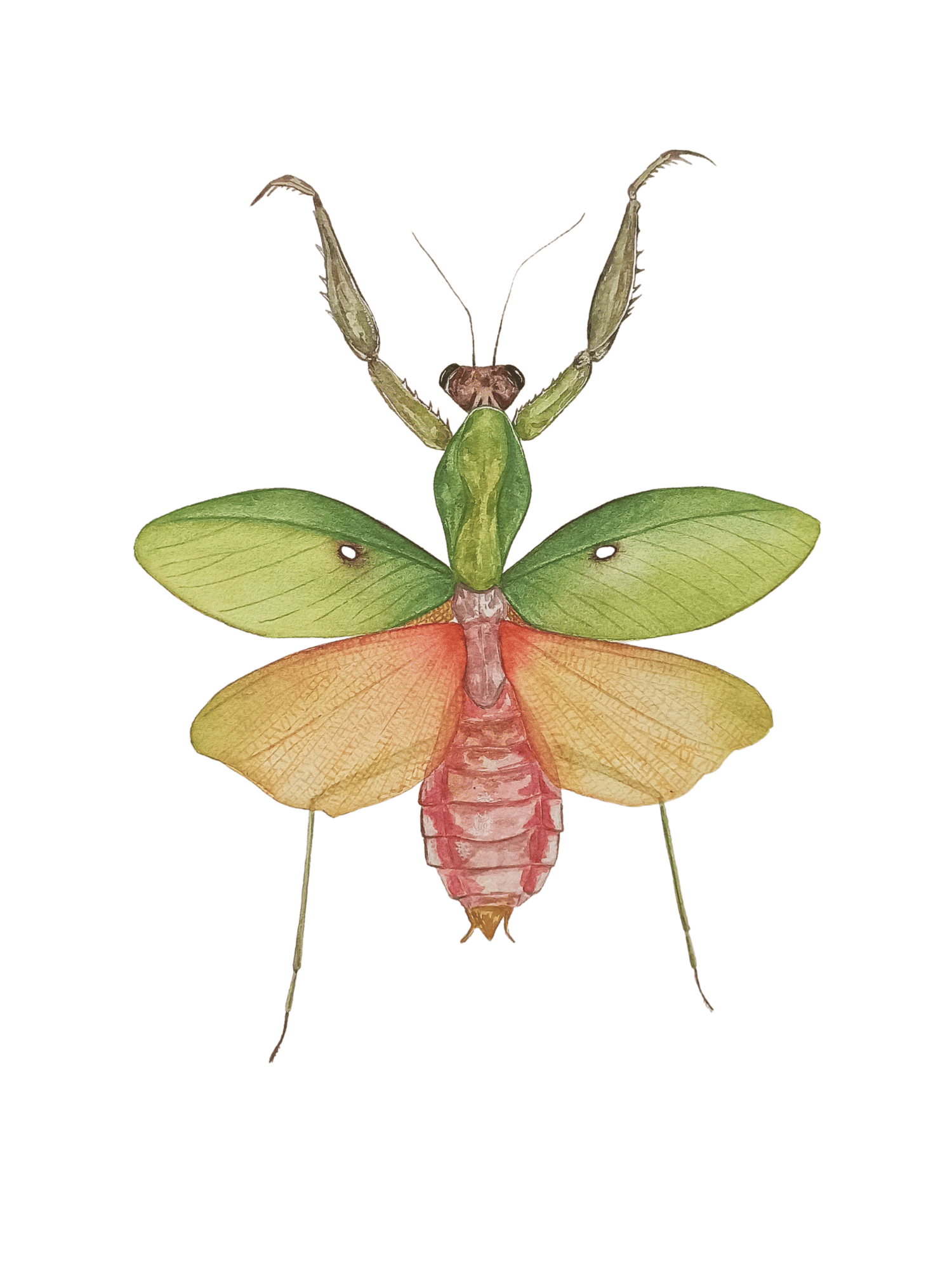 Image of Malaysian shield mantis Watercolor Illustration PRINT 
