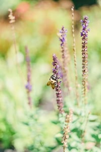 Lavender Mini Portraits