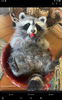 Image 1 of 9" Small relaxed raccoon