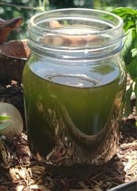 Image 3 of Gotu Kola *full spectrum* tincture