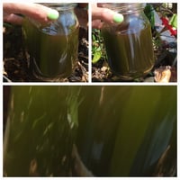 Image 4 of Gotu Kola *full spectrum* tincture