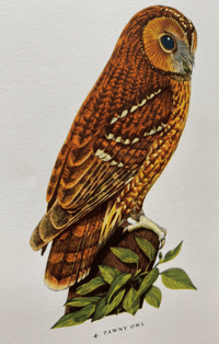 Image 3 of Woodland Birds