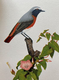 Image 4 of Woodland Birds