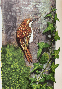 Image 5 of Woodland Birds