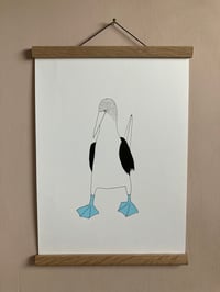 Image 2 of Blue-Footed Booby Print