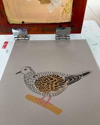 Image 5 of Turtle Dove Print 