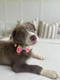 Image 2 of Retro Stripes - Pet Bow Tie