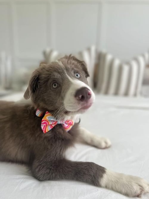 Image of Retro Stripes - Pet Bow Tie