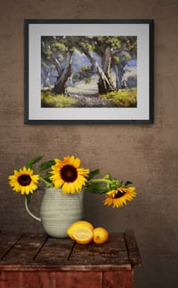 Image 2 of Flinders Ranges Gums