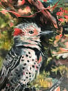 Streaming – Northern Flicker Painting
