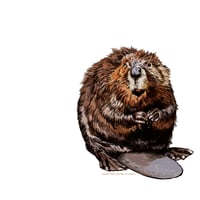 Beaver -12" print - 1st edition - from 331/34512 Exhibition, 2023