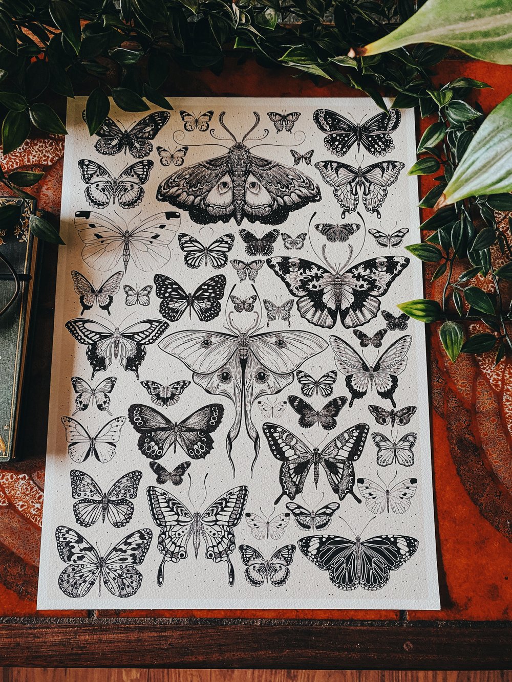 The Moth and butterfly hand drawn Vintage style print