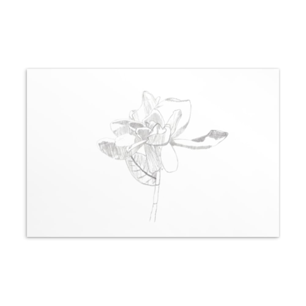 Image of Gardenia Sketch Postcard