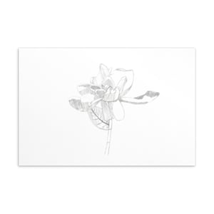 Image of Gardenia Sketch Postcard