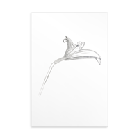 Image 2 of Daylily Sketch Postcard