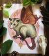 Fairy Possum (Patreon Extra)