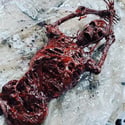Flesh corpse 