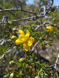 Image 1 of Desert botanicals • single extracts