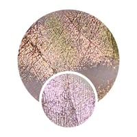 Image 1 of Multichrome Hey Ass Butt! chameleon pressed pan shimmer golden olive pink beige flakes