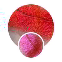Image 1 of Multichrome Pizza Man chameleon pressed pan shimmer red pink orange vegan