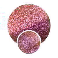 Image 1 of MULTICHROME Rosette chameleon pressed pan shimmery silver magenta purple pink