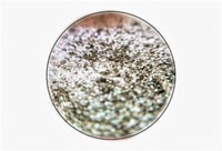 Image 5 of MULTICHROME Vulpecula chameleon pressed pan shimmery silver lime green gold