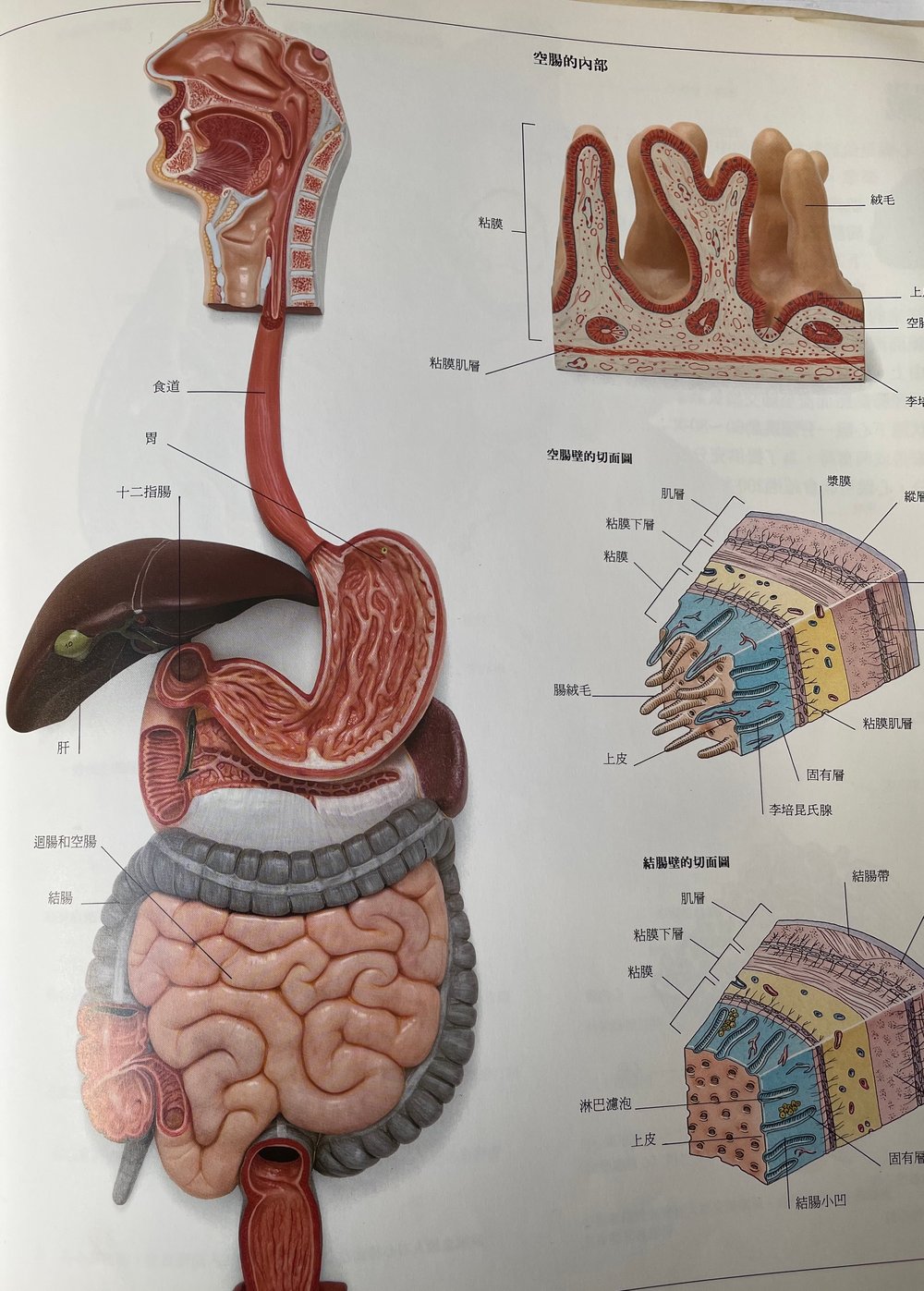 Cours online en français  pour devenir naturopathe certifié méthode Adamski®