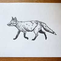 Image 1 of Fox