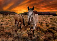 Image 1 of Wild Horses of Red Rock Country limited edition 