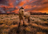 Image 2 of Wild Horses of Red Rock Country limited edition 