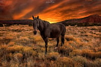 Image 3 of Wild Horses of Red Rock Country limited edition 