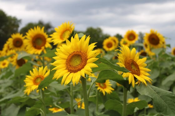Image of Sunflower Field Minis-SUNDAY June 11