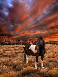 Image 5 of Wild Horses of Red Rock Country limited edition 
