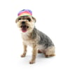 Pride Rainbow Bucket Hat - Dog/Cat