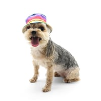 Image 2 of Pride Rainbow Bucket Hat - Dog/Cat