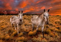 Image 4 of Wild Horses of Red Rock Country limited edition 