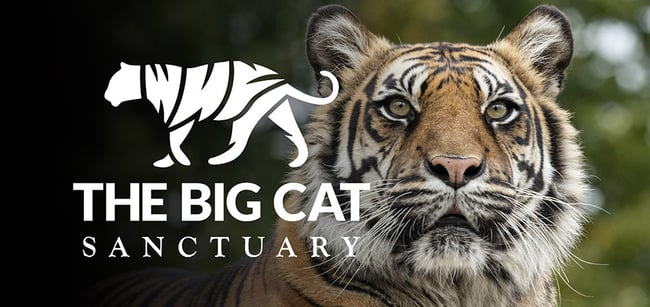 'Spirit' - Limited Edition Print 