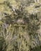 Image of LAVENDER FIELD - PRINT