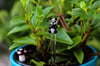 Plant & Garden Stakes
